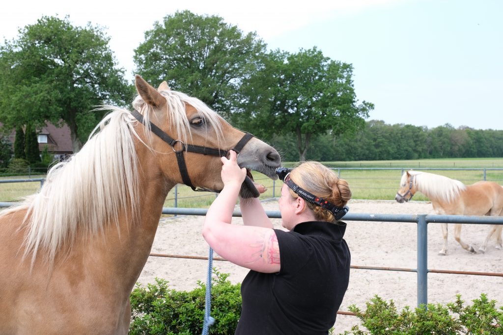 Pferd Tierarzt Schneidezähne Incisivi Zähne Untersuchung Backenzähne