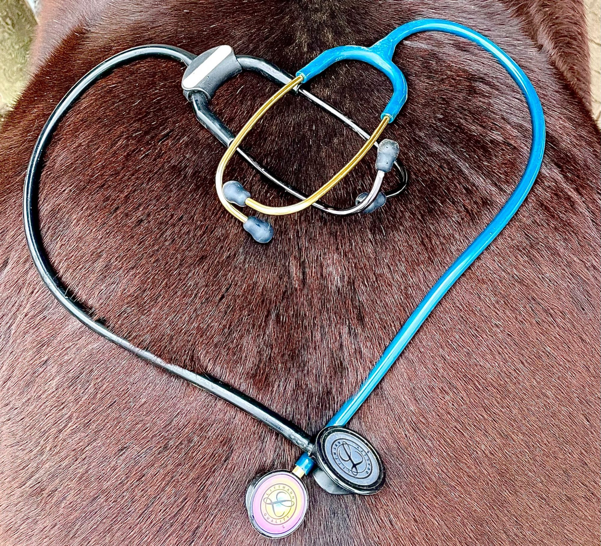 Pferd Fell Stethoskop