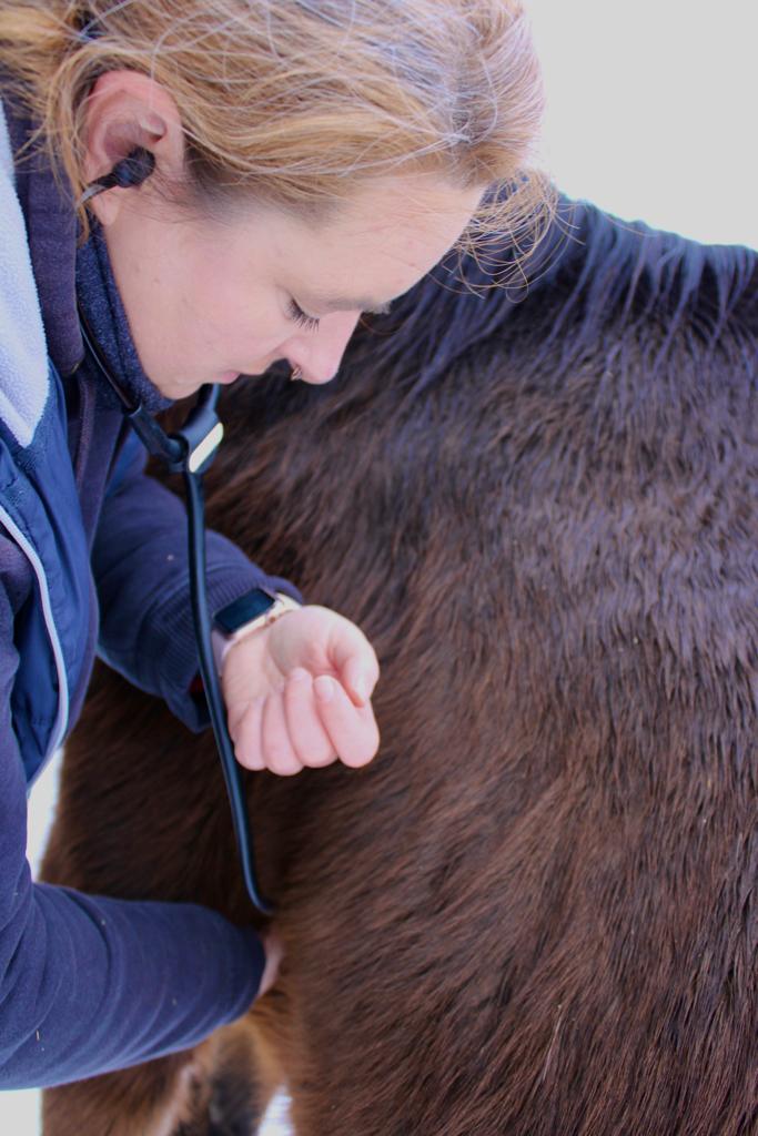 Pferd Untersuchung Tierarzt