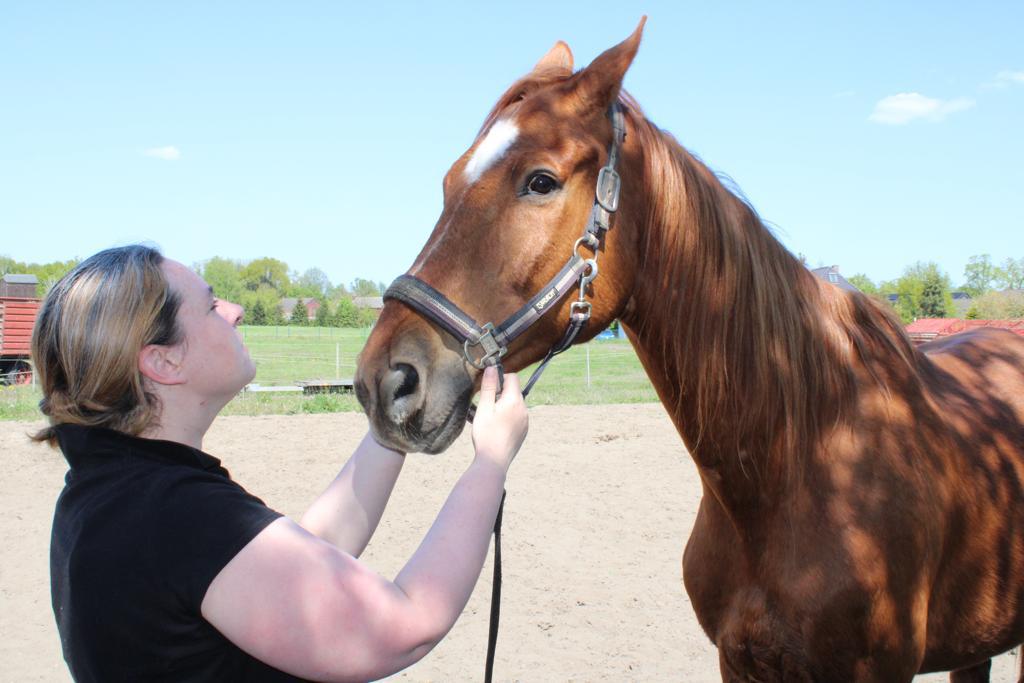 Pferd Tierarzt Untersuchung Pferdekopf