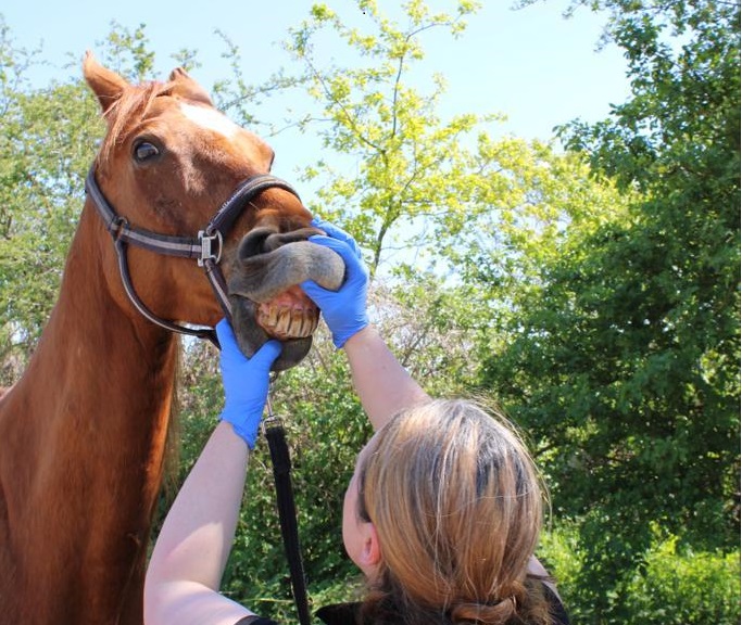 Pferd Tierarzt Schneidezähne Incisivi Zähne Untersuchung
