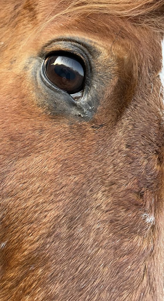 Pferdeauge, Augenheilkunde